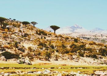 Amidst ongoing conflict, efforts to save this endemic tree are threatened