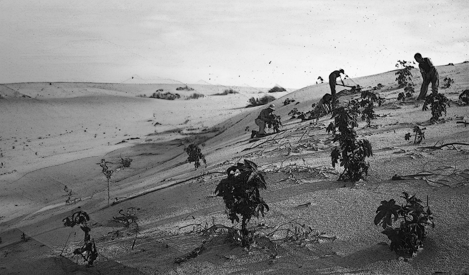 “Making the desert bloom”: How Zionist colonialism planted trees and uprooted a people