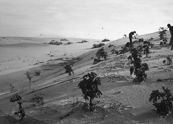 “Making the desert bloom”: How Zionist colonialism planted trees and uprooted a people