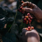 Tanzania, Coffee, Colonial,Deforestation