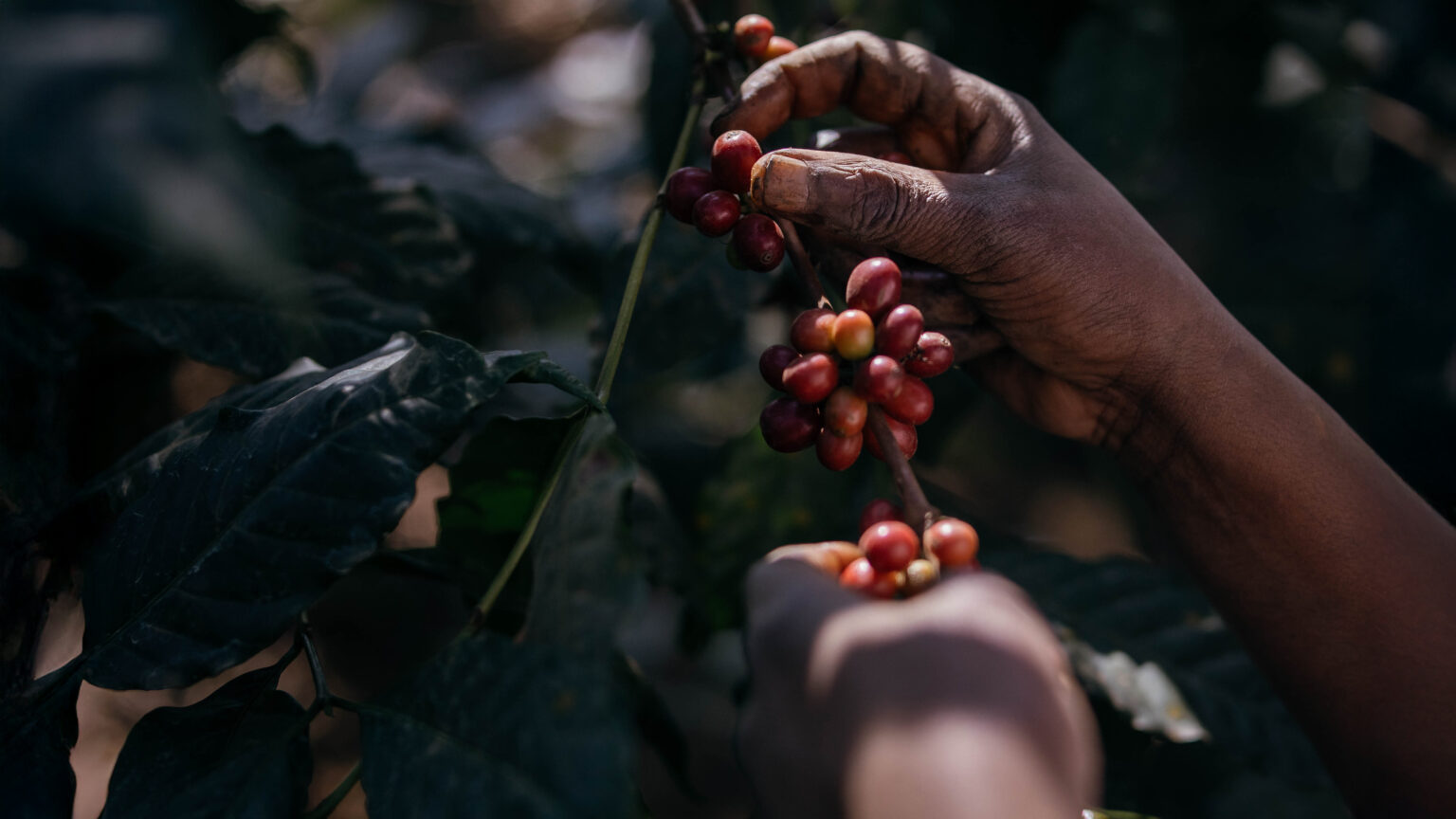 Tanzania, Coffee, Colonial,Deforestation