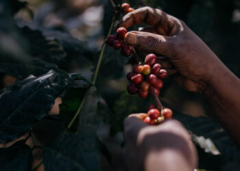 Tanzania, Coffee, Colonial,Deforestation