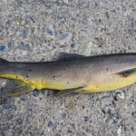 kashmir, water pollution, trout, fish kill