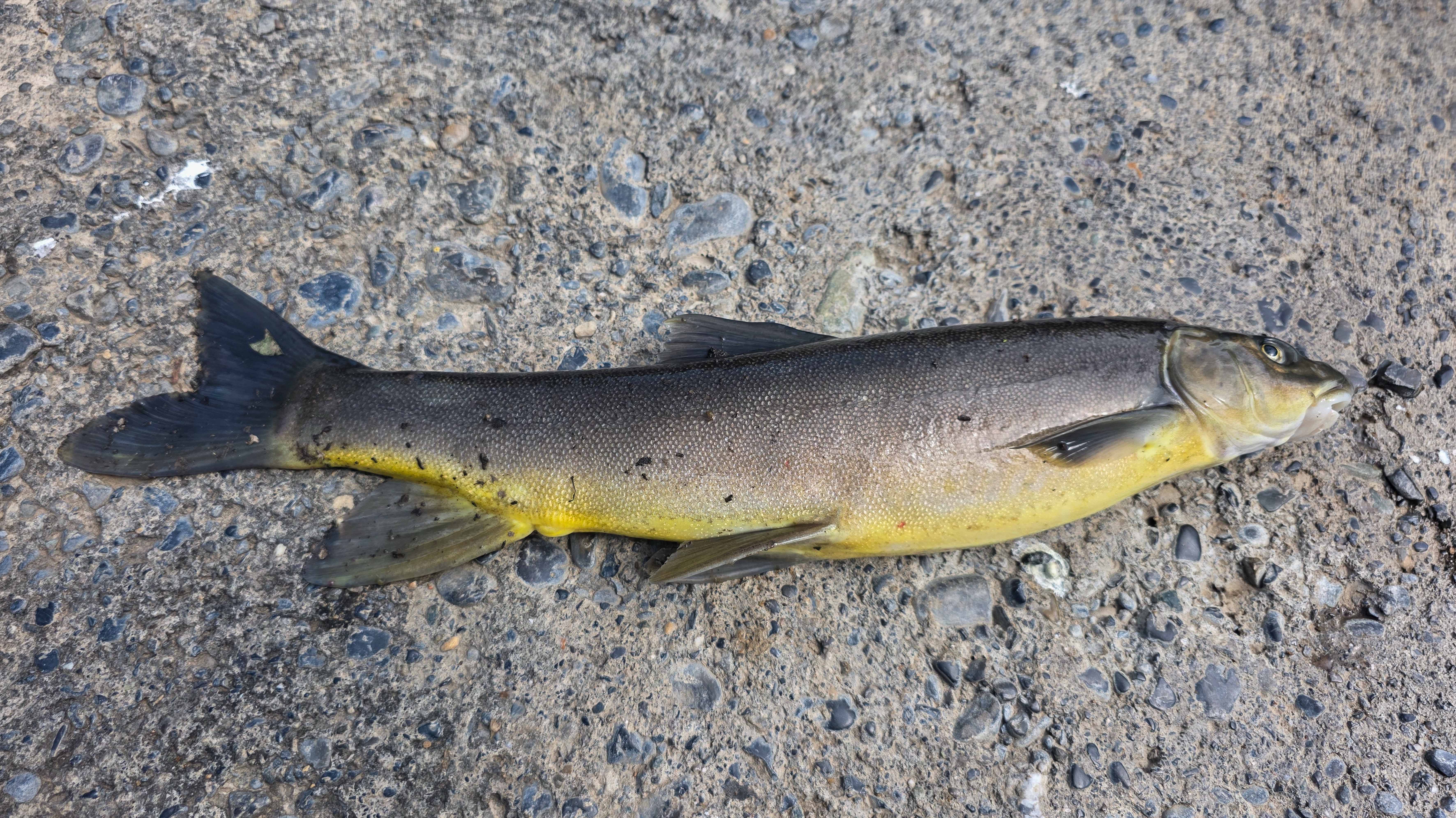 kashmir, water pollution, trout, fish kill