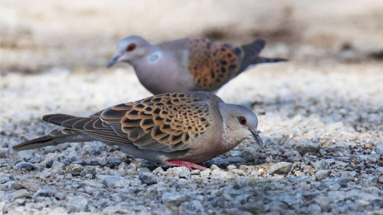 Turtle dove, malta, migration, mediterranean