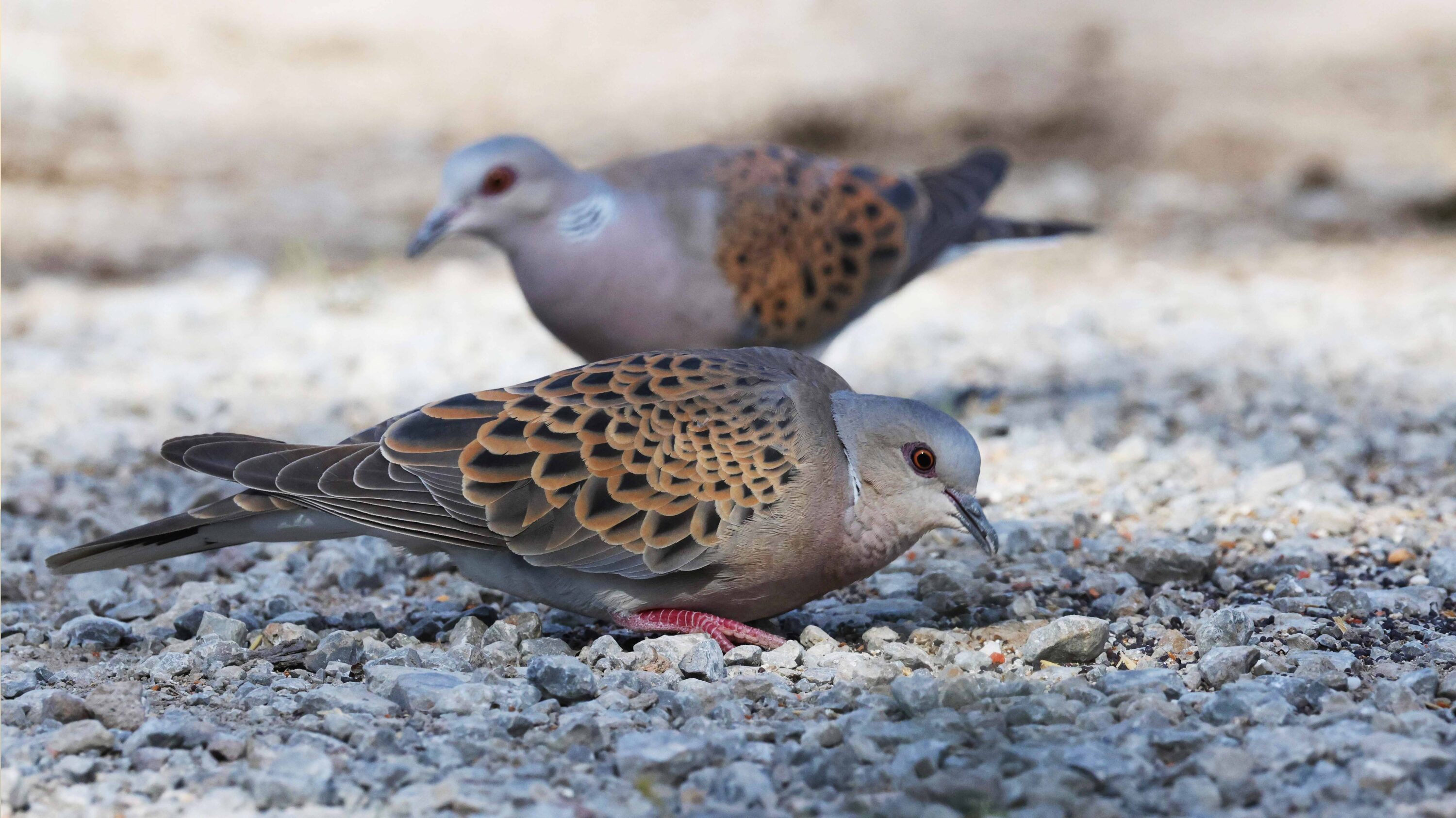 Turtle dove, malta, migration, mediterranean